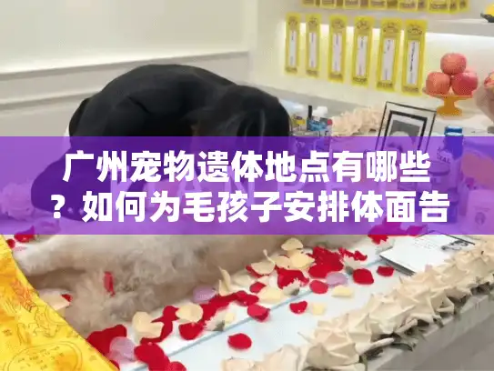 广州宠物遗体地点有哪些？如何为毛孩子安排体面告别？