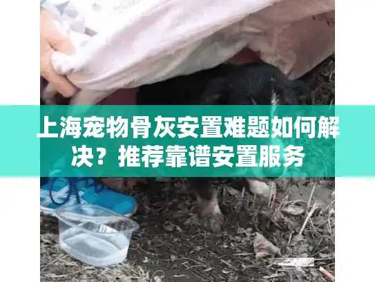 上海宠物骨灰安置难题如何解决？推荐靠谱安置服务