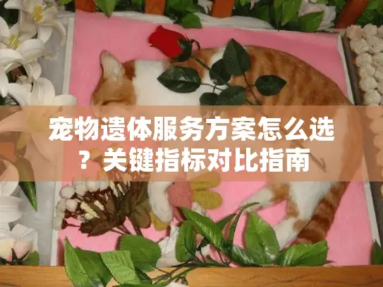 宠物遗体服务方案怎么选？关键指标对比指南