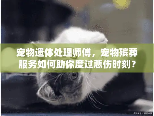 宠物遗体处理师傅，宠物殡葬服务如何助你度过悲伤时刻？