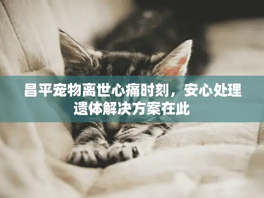 昌平宠物离世心痛时刻，安心处理遗体解决方案在此