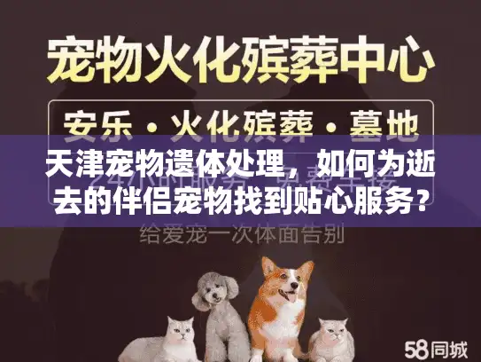 天津宠物遗体处理，如何为逝去的伴侣宠物找到贴心服务？