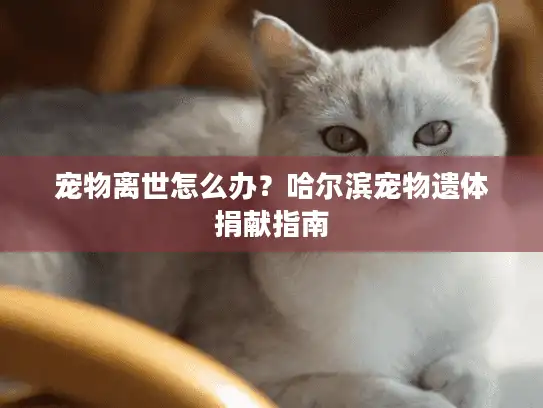 宠物离世怎么办？哈尔滨宠物遗体捐献指南