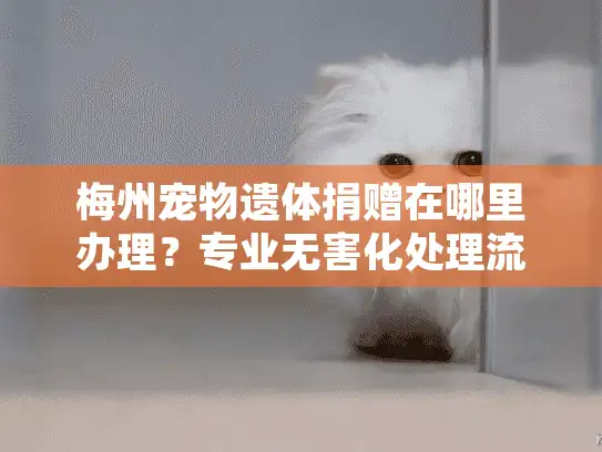 梅州宠物遗体捐赠在哪里办理？专业无害化处理流程详解
