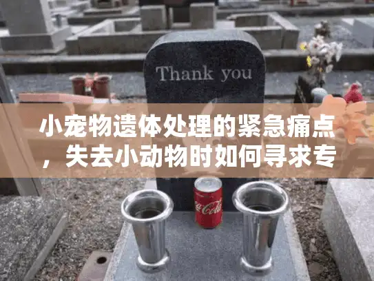 小宠物遗体处理的紧急痛点，失去小动物时如何寻求专业殡葬服务？