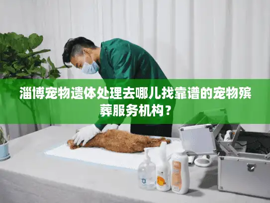 淄博宠物遗体处理去哪儿找靠谱的宠物殡葬服务机构？