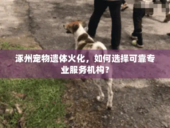 涿州宠物遗体火化，如何选择可靠专业服务机构？