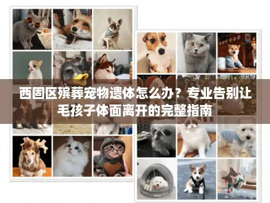 西固区殡葬宠物遗体怎么办？专业告别让毛孩子体面离开的完整指南