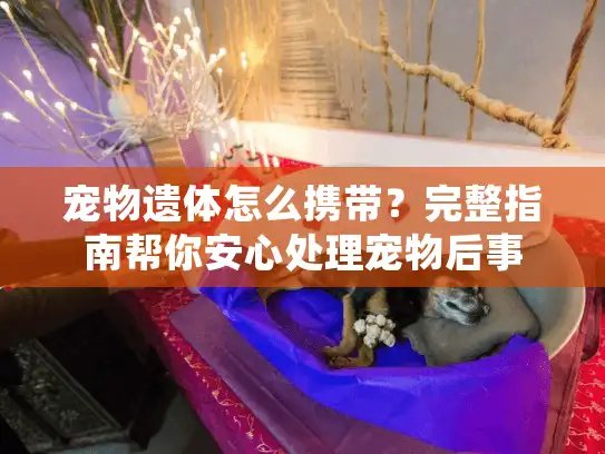 宠物遗体怎么携带？完整指南帮你安心处理宠物后事