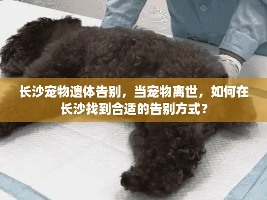 长沙宠物遗体告别，当宠物离世，如何在长沙找到合适的告别方式？