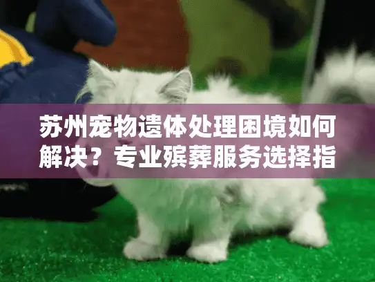 苏州宠物遗体处理困境如何解决？专业殡葬服务选择指南