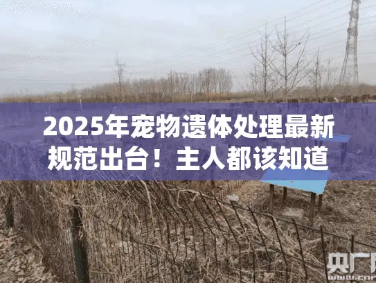 2025年宠物遗体处理最新规范出台！主人都该知道的5项变化