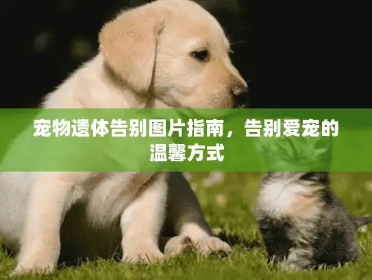 宠物遗体告别图片指南，告别爱宠的温馨方式