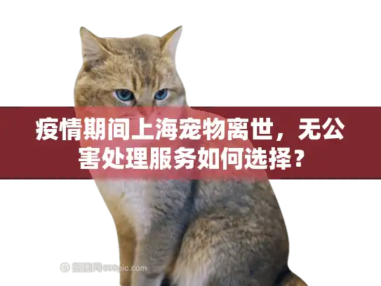 疫情期间上海宠物离世，无公害处理服务如何选择？