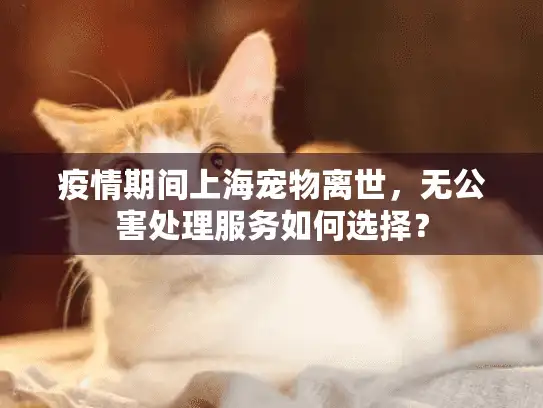 疫情期间上海宠物离世，无公害处理服务如何选择？