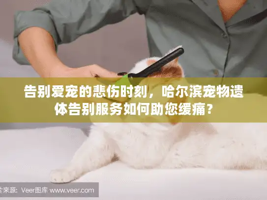 告别爱宠的悲伤时刻，哈尔滨宠物遗体告别服务如何助您缓痛？