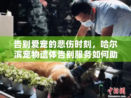 告别爱宠的悲伤时刻，哈尔滨宠物遗体告别服务如何助您缓痛？
