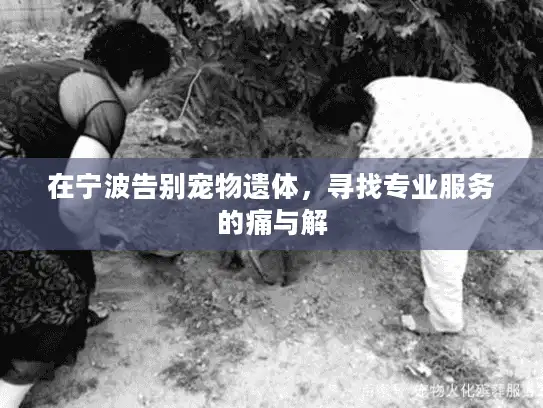 在宁波告别宠物遗体，寻找专业服务的痛与解