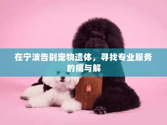 在宁波告别宠物遗体，寻找专业服务的痛与解