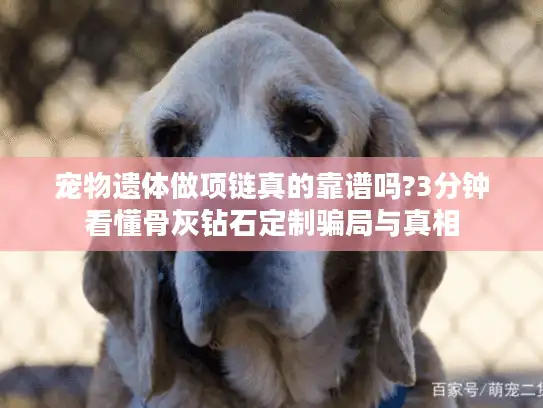 宠物遗体做项链真的靠谱吗?3分钟看懂骨灰钻石定制骗局与真相
