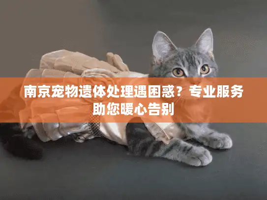 南京宠物遗体处理遇困惑？专业服务助您暖心告别