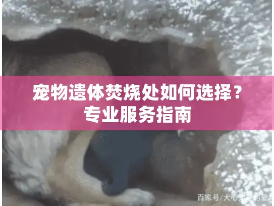 宠物遗体焚烧处如何选择？专业服务指南