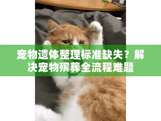 宠物遗体整理标准缺失？解决宠物殡葬全流程难题