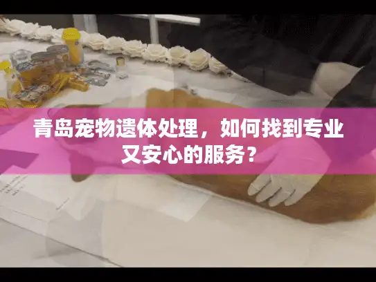 青岛宠物遗体处理，如何找到专业又安心的服务？
