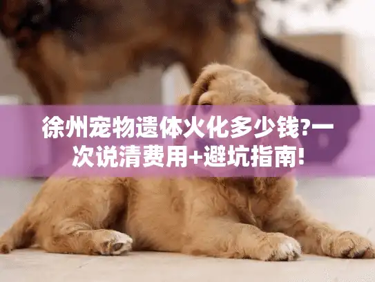 徐州宠物遗体火化多少钱?一次说清费用+避坑指南!