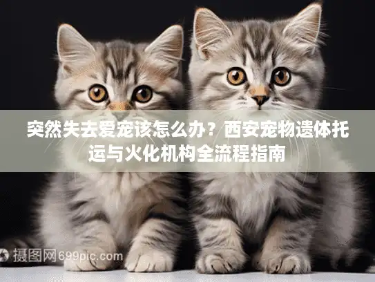 突然失去爱宠该怎么办？西安宠物遗体托运与火化机构全流程指南