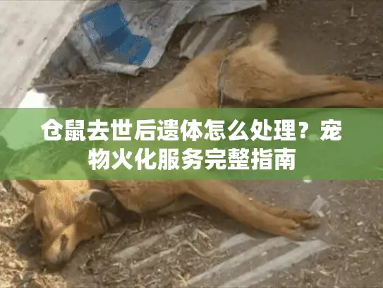 仓鼠去世后遗体怎么处理？宠物火化服务完整指南
