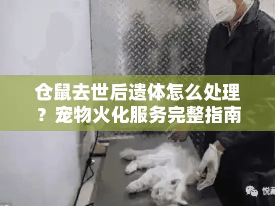 仓鼠去世后遗体怎么处理？宠物火化服务完整指南