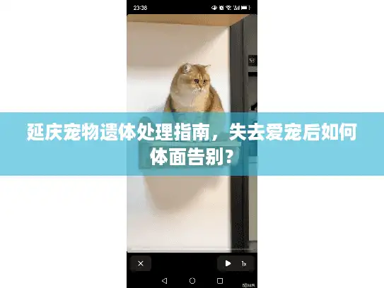 延庆宠物遗体处理指南，失去爱宠后如何体面告别？
