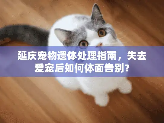 延庆宠物遗体处理指南，失去爱宠后如何体面告别？
