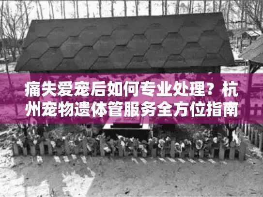 痛失爱宠后如何专业处理？杭州宠物遗体管服务全方位指南