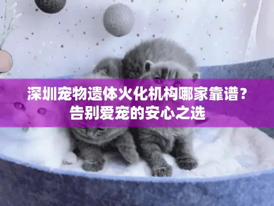 深圳宠物遗体火化机构哪家靠谱？告别爱宠的安心之选