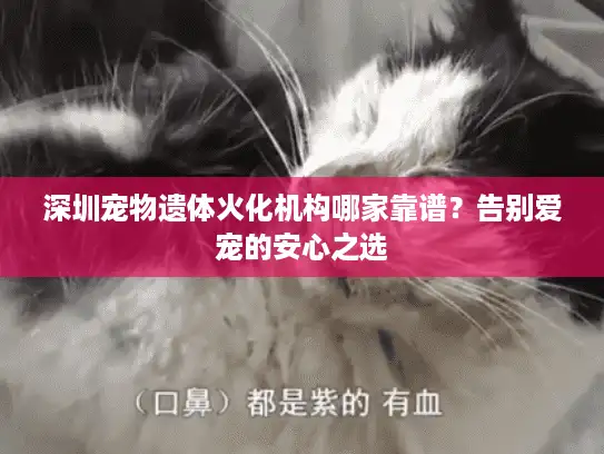 深圳宠物遗体火化机构哪家靠谱？告别爱宠的安心之选