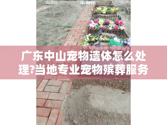 广东中山宠物遗体怎么处理?当地专业宠物殡葬服务完整指南