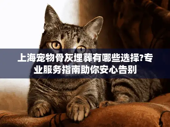 上海宠物骨灰埋葬有哪些选择?专业服务指南助你安心告别