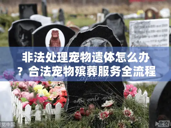 非法处理宠物遗体怎么办？合法宠物殡葬服务全流程解析