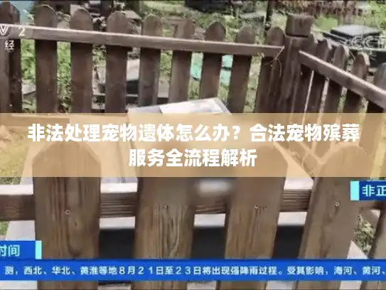 非法处理宠物遗体怎么办？合法宠物殡葬服务全流程解析