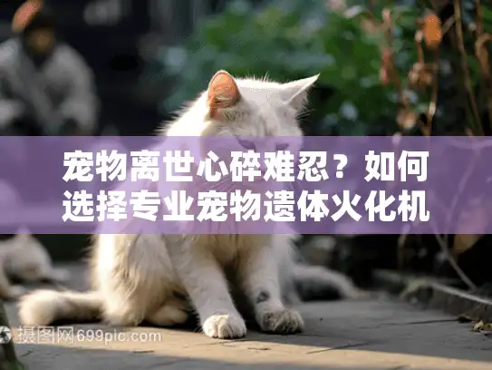 宠物离世心碎难忍？如何选择专业宠物遗体火化机构告别爱宠