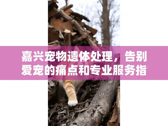 嘉兴宠物遗体处理，告别爱宠的痛点和专业服务指南