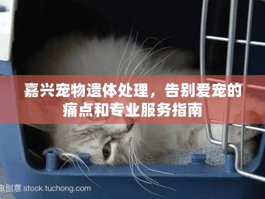 嘉兴宠物遗体处理，告别爱宠的痛点和专业服务指南