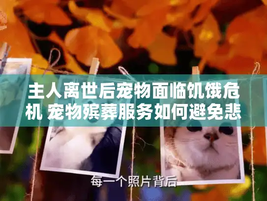 主人离世后宠物面临饥饿危机 宠物殡葬服务如何避免悲剧发生