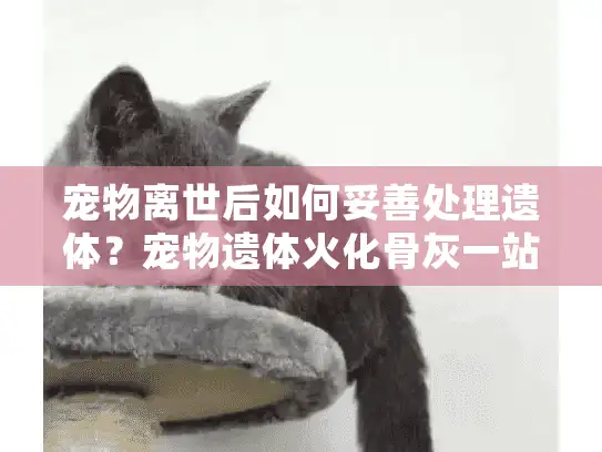 宠物离世后如何妥善处理遗体？宠物遗体火化骨灰一站式服务指南