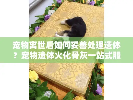 宠物离世后如何妥善处理遗体？宠物遗体火化骨灰一站式服务指南