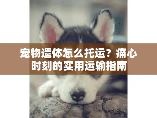宠物遗体怎么托运？痛心时刻的实用运输指南