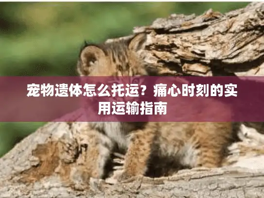 宠物遗体怎么托运？痛心时刻的实用运输指南
