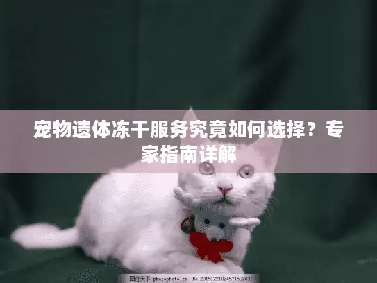宠物遗体冻干服务究竟如何选择？专家指南详解
